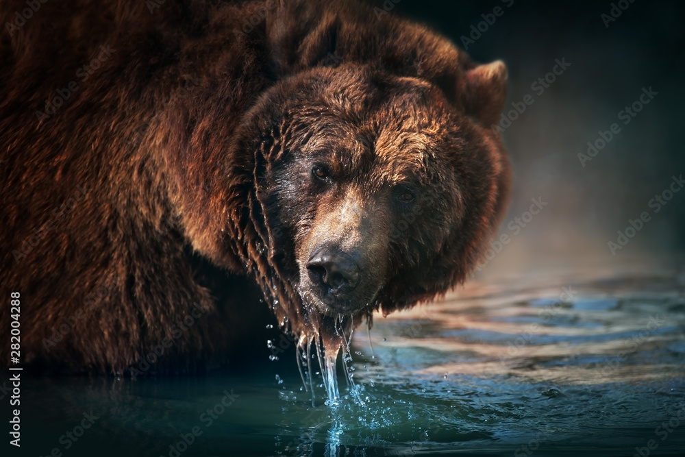 Brown bear close up portrait drinking water - obrazy, fototapety, plakaty 