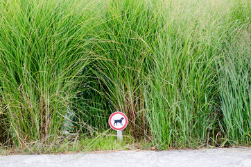 Prohibition for dogs, in the green garden. dog ban in the flowerbed, in historic ornamental parks with rare plants it is possible to find a ban on free dogs.