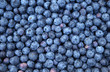 Fresh Bilberries. Close-up background