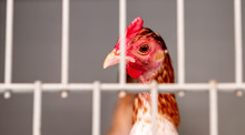 A Caged Chicken In The Poultry Competition At An Agricultural Show