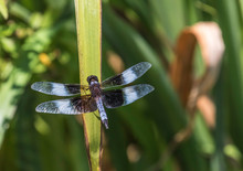 Widow Skimmer Dragonfly Close-up Free Stock Photo - Public Domain Pictures