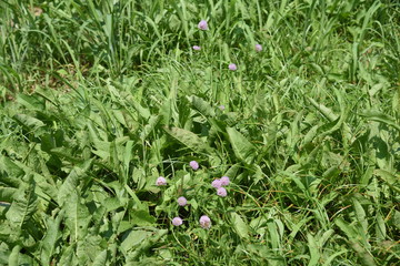 Canvas Print - Red clover / It's used for feed of cattle, but red clover is also used for medicinal use because Iso flavon is included.