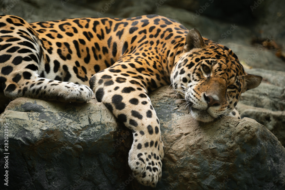 jaguar resting on the rock - obrazy, fototapety, plakaty 
