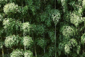 Wall Mural - Bamboo forest / Looking at the bamboo forest, you can feel the traditional Japanese culture “Wabi Sabi”.