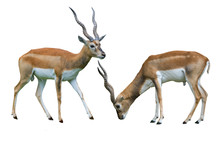 Indian Blackbuck Antilope Cervicapra Isolated On White Background. Wildlife Animal.