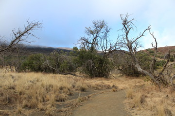 tree in desert