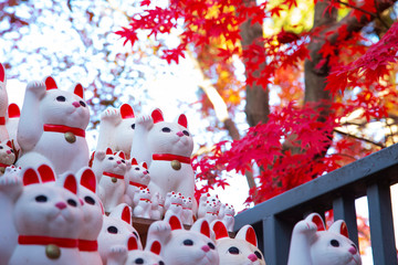 Landscape of Gotokuji temple's autumn leaves