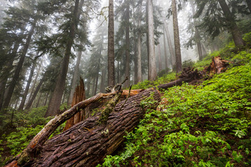 Wall Mural - Fog in the forest