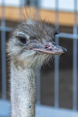 Fluffy ostrich with big eyes and a long neck looking at the camera. Close-up. Large flightless bird. Wildlife concept. Birds concept.