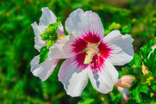 Hibiscus Moscheutos, Beauty Flowers In Botanical Garden. Photo Of Summer Flowers.
