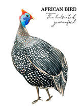 Gouache White Spotted Guineafowl On A White Background