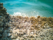 Close up of barnacles encrusted on stair at the beach
