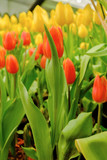 Fototapeta Tulipany - orange and yellow tulips growing in garden
