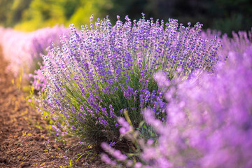 Intense purple lavender field оverwhelmed with blooming bushes grown for cosmetic purposes. Sunset time with sky filled with cumulus clouds and rays sunlight.  near Burgas, Bulgaria. 