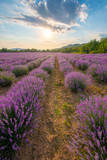 Fototapeta Krajobraz - Intense purple lavender field оverwhelmed with blooming bushes grown for cosmetic purposes. Sunset time with sky filled with cumulus clouds and rays sunlight.  near Burgas, Bulgaria. 