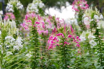 Wall Mural - cleome flower (spider- flower) in the garden.