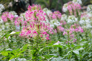 Wall Mural - cleome flower (spider- flower) in the garden.