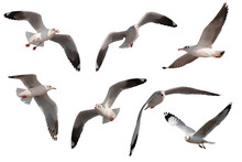 Set Of Seagulls Flying Isolated On White Background