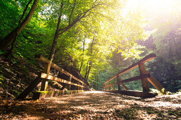 idyllic forest scenery: wooden bridge and footpath, green leaves and bright sun