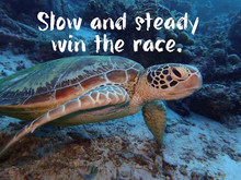 Slow And Steady Win The Race With A Green Sea Turtle Ocean Background Design Of Meaning  No Matter How Slow You Are, You Will Be There In Time.       