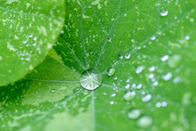Close Up Of Beautiful Leaf Of A Nasturtium (Kapuzinerkresse, Tropaeolum Majus) With Drops Of Water.