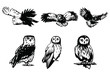 Owl vector illustration. 
