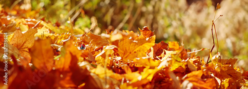 Foto-Schiebegardine mit Schienensystem - Autumn natural fonu ladybug on dry flakes in the sunlight. Red and yellow leaves on the grass. (von Vladimir Kazimirov)