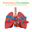 Pulmonary circulation. Blood circulation