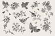 Classis vintage illustration. Blossom garden with tits. Birds and flowers. Set. Black and white