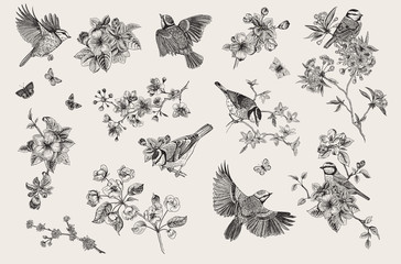 classis vintage illustration. blossom garden with tits. birds and flowers. set. black and white