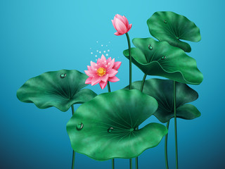 flower of lotus with leaves on blue background. banner for pink beautiful plant and leaf with water 