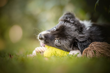 Border collie, puppy, playing