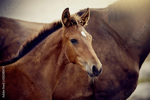 Fotografía Portrait of a red foal sporting breed