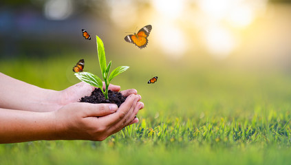 Wall Mural - environment earth day in the hands of trees growing seedlings. bokeh green background female hand ho