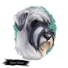 Standard Schnauzer Mittelschnauze Dog Breed Isolated On White. Digital Art. Animal Watercolor Portrait Closeup Isolated Muzzle Of Pet, Canine Hand Drawn Clipart, Animalistic Drawing.