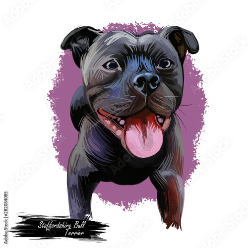 Staffordshire Bull Terrier Staffie Breed Of Short Haired Small