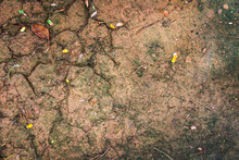 Jungle Soil Ground Texture For Background