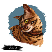 Bengal Cat Isolated On White Background. Digital Art Illustration Of Hand Drawn Kitty For Web. Dangerous Kitten Short Haired Medium Size, Have Rust Spotted Coat Like Rosette Markings And Yellow Eyes.