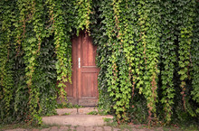 Door With Ivy Stock Images. Beautiful Prague Place. Green Ivy With Door. Wooden Door With Ivy. Kampa Park In Prague. Romantic Garden Still Life