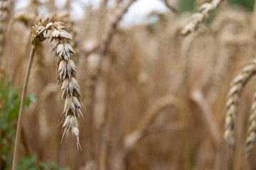 Grainf of ripe wheat in field