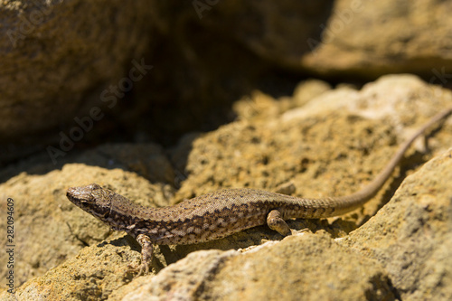 The Sand Lizard Lacerta Agilis Is A Lacertid Lizard The Habitat Of The Reptile Is In