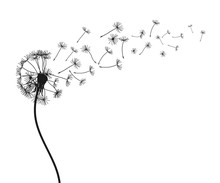 Abstract Black Dandelion, Flying Seeds Of Dandelion - For Stock Vector