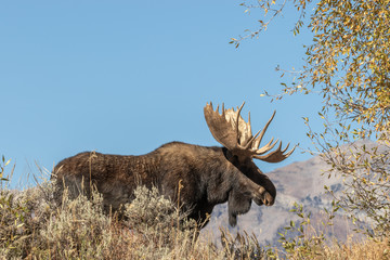 Sticker - Bull Shiras Moose in Autumn  in Wyoming