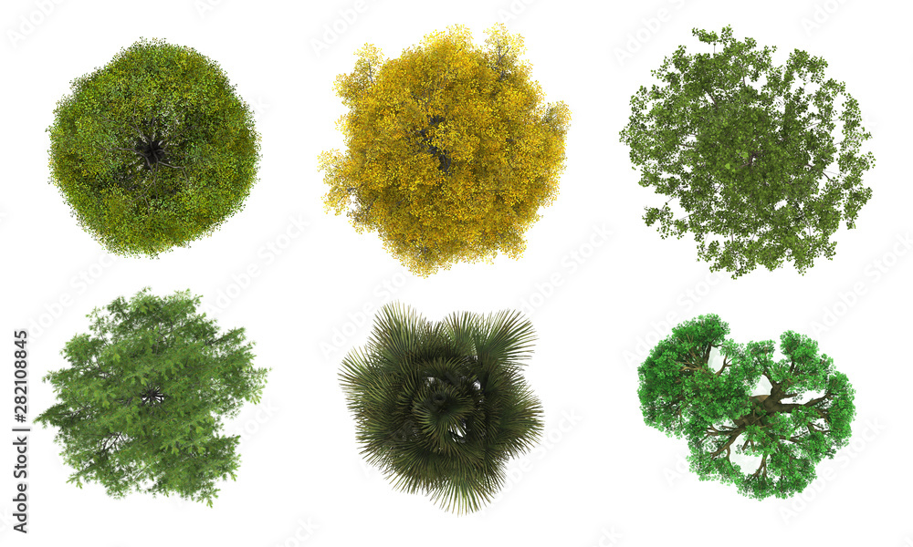 Natural Tree Layout ภาพถ่าย Stock Tree top view on white background layout plan | Adobe Stock