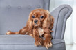 © AnnaFotyma - Cute dog on the armchair