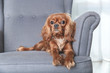 © AnnaFotyma - Cute dog on the armchair