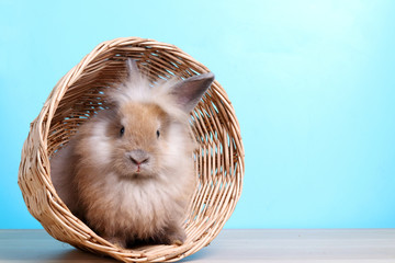 Wall Mural - Cute little rabbit, soft, white and light brown in a wooden basket.