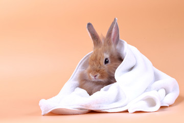 Wall Mural - Cute little rabbit White cloth blanket, orange backdrop