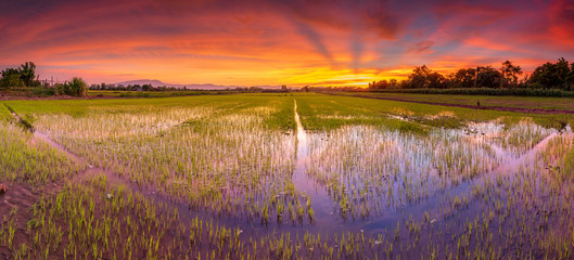 Poster - Panorama landscape of rice field and beautiful sky sunset