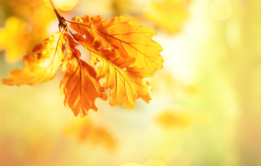 Poster - Autumn yellow leaves  of oak tree in autumn park. Fall background with leaves. Beautiful autumn landscape.